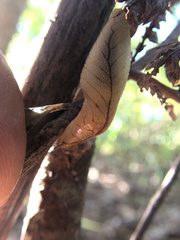 Athoracophorus bitentaculatus image