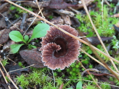 Thelephora caryophyllea