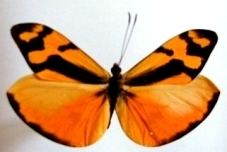 Jethys Mimic-White