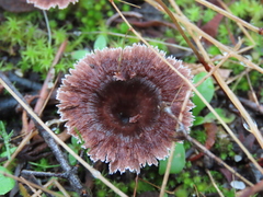 Thelephora caryophyllea