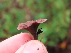 Thelephora caryophyllea