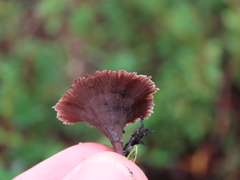 Thelephora caryophyllea