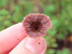 Thelephora caryophyllea