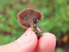 Thelephora caryophyllea