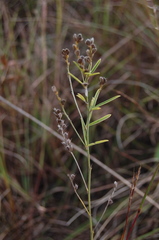 Lespedeza leptostachya