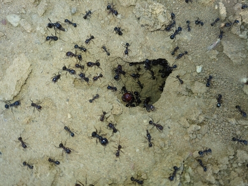 没食子收获蚁Messor galla
