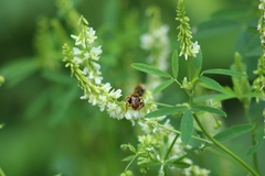 Epeoloides coecutiens