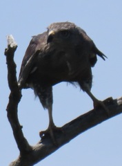 Circaetus fasciolatus