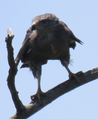 Circaetus fasciolatus