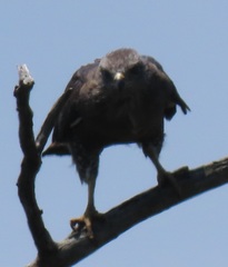 Circaetus fasciolatus