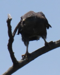 Circaetus fasciolatus