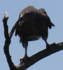 Circaetus fasciolatus