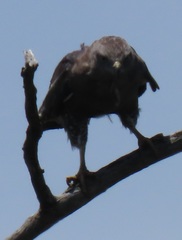 Circaetus fasciolatus