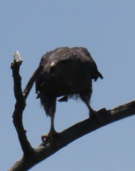 Circaetus fasciolatus