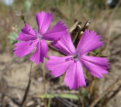 Dianthus bessarabicus