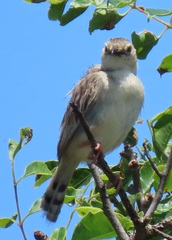 Cisticola natalensis