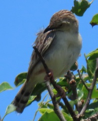 Cisticola natalensis