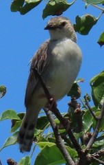 Cisticola natalensis