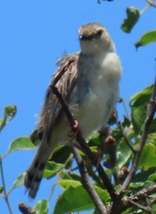 Cisticola natalensis