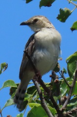 Cisticola natalensis