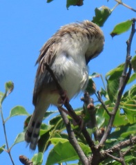Cisticola natalensis