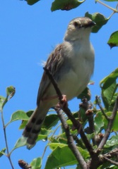 Cisticola natalensis
