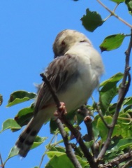 Cisticola natalensis