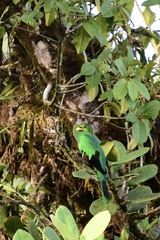 Pharomachrus auriceps