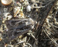 Agrotis vestigialis