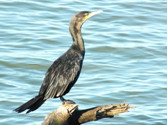 Nannopterum brasilianum