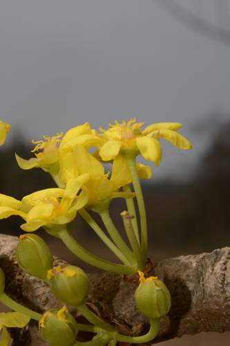 Image of Dillenia pentagyna by no rights reserved