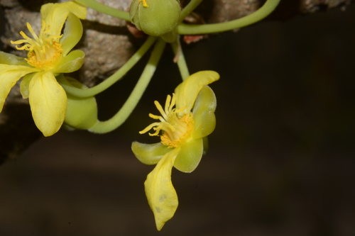 Dillenia pentagyna Roxb.