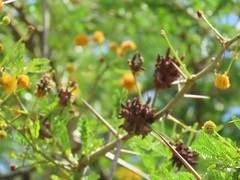 Cephalotelium macowanianum