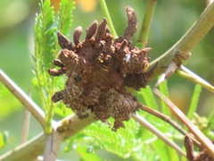 Cephalotelium macowanianum