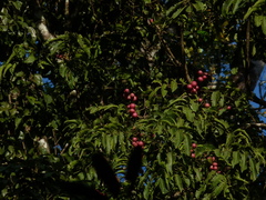 Aphanamixis polystachya