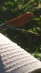 Calopteryx
