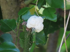 Coniodictyum chevalieri