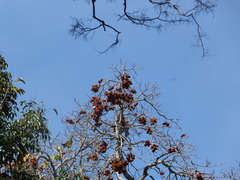 Sterculia guttata