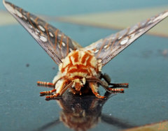 Citheronia brissotii