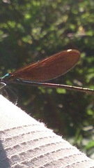 Calopteryx