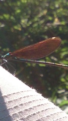 Calopteryx