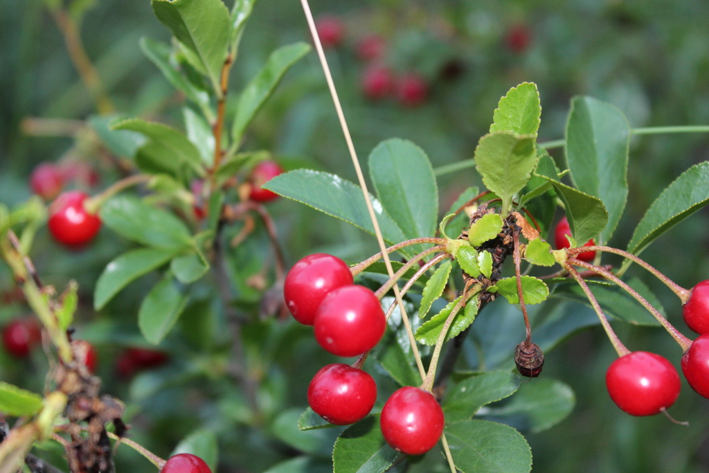 Prunus fruticosa — an easy houseplant, prefers full sun light