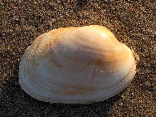 Pullet Carpet Shell, Noordwijk, Nederland, photo 9 of 10