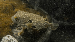 Striped Burrfish photo 3