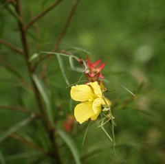 Ludwigia longifolia