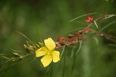 Ludwigia longifolia