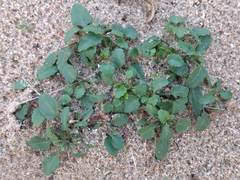 Viola tricolor curtisii