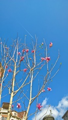 Angiospermae
