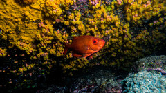 Bigeye photo 4