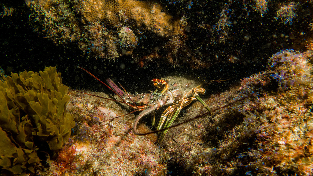 Smoothtail Spiny Lobster